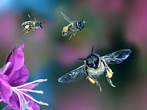 Honey bee workers {Apis mellifera} flying towards flower, Digital composite, UK.