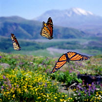 RF- Monarch butterflies (Danaus plexippus) migrating Digital composite, captive. (This image may be licensed either as rights managed or royalty free.)