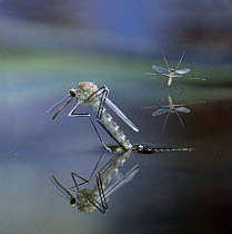 Mosquito {Culex pipiens} female emerging from pupa Digital composite, UK. Captive.