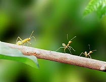 Green tree ants {Oecophylla smaragdina} with bug that mimics them Australia. NON DISPONIBLE POUR UNE UTILISATION DANS UN LIVRE JUSQU'EN 2025. MERCI DE NOUS CONTACTER POUR TOUT AUTRE UTILISATION AFIN D...