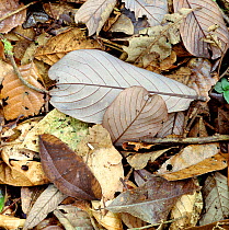 RF- Moth (unidentified) camouflaged in leaf litter. Borneo. Digital composite. (This image may be licensed either as rights managed or royalty free.)