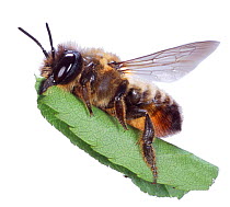Cut-out of Leafcutter bee {Megachile sp} carrying leaf to nest. Surrey, UK.