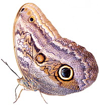 Cut-out of Owl butterfly {Caligo sp} Costa Rica. Digital composite