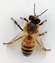 Honey bee {Apis mellifera} worker. UK, captive.