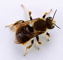 Wool carder bee {Anthidium manicatum} male, UK, captive.