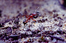 Slave-making ant {Formica sanguinea} carrying Negro ant {Formica fusca} slave.