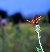 Seven-spot ladybird {Coccinella 7-punctata} taking off from thistle, UK, captive.