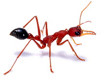 Cut-out of Bull / bulldog ant {Myrmecia sp} Australia.