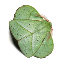 Cutout of unidentified Moth mimicing leaf, Borneo, captive.