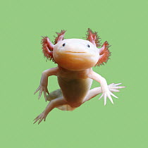 Axolotl {Siredon / Ambystoma mexicanum} albino. UK, captive. *NOT AVAILABLE for use on travel and tourism advertising (all media) until September 2012*
