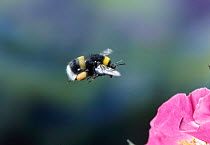 Common white-tailed bumblebee flies to flower {Bombus lucorum} UK