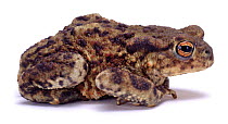 Cut-out of Common european toad (Bufo bufo) captive, UK