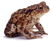 Cut-out of Common european toad (Bufo bufo) captive, UK