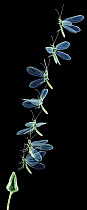 Green lacewing taking off (Chrysoperla / Chrysopa carnea) digital composite, UK Seven