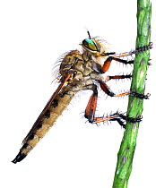 Cutout of Robber fly {Asilidae} Gambia.