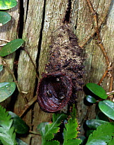 Sweat-bees (Trigona fuscobalteata) guarding the entrance to their nest Borneo.