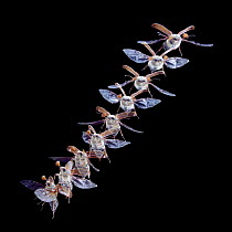 Cockchafer Beetle (Melolontha melolontha) male taking off. UK, digital