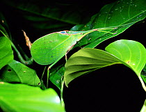 Leaf katydid on leaf {Tettigonoidae} Queensland, Australia.