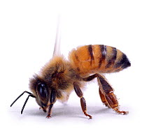 Cutout of Honey bee worker fanning to keep hive cool {Apis mellifera} UK