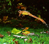 RF- Common Frog (Rana temporaria) female leaping, UK. (This image may be licensed either as rights managed or royalty free.)