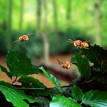 Hornet workers flying towards nest. UK Digital Composite. {Vespa crabro}
