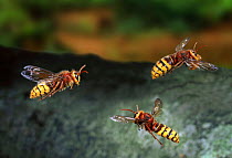 Hornet workers in flight, approaching and leaving the nest. UK. Digital composite.
