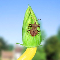 Squash Bug (Coreus marginatus) on courgette flower. England.