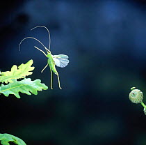 Oak bush cricket (Meconema thalassinum) leaping onto oak leaves. England. Captive.
