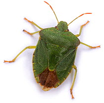 Green Shield Bug cut-out {Palomena prasina}. England. Captive