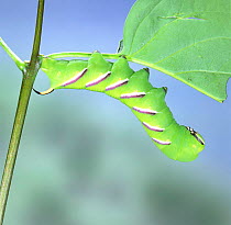 Privet Hawk Moth (Sphinx ligustri) caterpillar. England. Captive