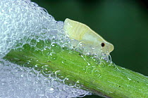 Froghopper emerging from 'cuckoo spit' on buttercup stem. England. {Philaenus sp}