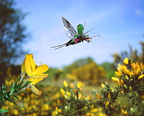 Green tiger beetle in flight. UK Captive, Digital Composite {Cicindela campestris}