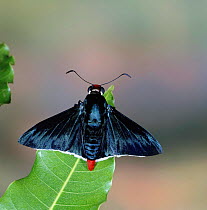 Skipper Butterfly (unidentified).Trinidad.