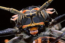Harlequin Beetle close-up portrait Trinidad. Captive.
