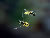 Common wasp worker banking to avoid another carrying debris from nest. UK {Vespula vulgaris}