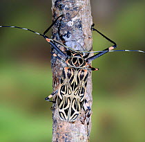 Harlequin Beetle {Acrocinus longimanus}. Trinidad, South America. Captive