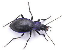 Violet Ground Beetle {Carabus problematicus}. UK Captive.