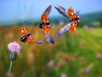 RF- Seven-spot ladybird (Coccinella septempunctata) taking off, sequence. UK,  digital composite. (This image may be licensed either as rights managed or royalty free.)