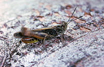 Field Grasshopper {Chorthippus brunneus} male, stridulating. England.