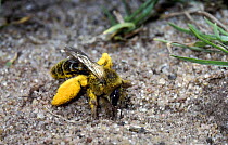 Hairy-legged mining bee female carrying pollen digs at entrance to burrow. UK.
