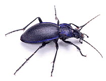Violet ground beetle {Carabus problematicus} cut-out. England. Captive