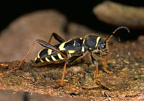 Wasp Beetle {Clytus arietus}. England.