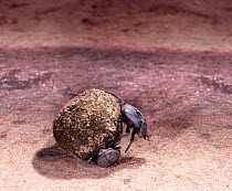 Pair of dung beetles (unidentified) rolling a ball of buffalo dung. East Africa.