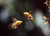 Carpenter bee males in territorial engagement. South Africa. Digital composite