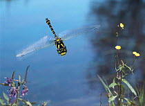 Golden-ringed dragonfly {Cordulegaster boltonii}. England. Digital composite.