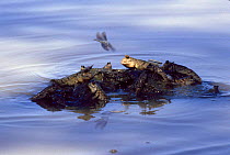 Mudskippers on rock as tide rises {Periophthalmus barbarus} Gambia, Digital composite.