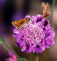 RF- Lulworth Skipper butterfly (Thymelicus acteon) female on field scabious. England. (This image may be licensed either as rights managed or royalty free.)
