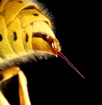 Close-up of sting of a common wasp {Vespula vulgaris}. England. Captive