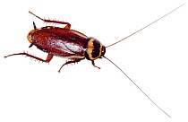Cockroach (unidentified) Borneo. Captive