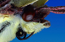Close up of mouthparts of Brimstone Butterfly {Gonepteryx rhamni} UK, Captive